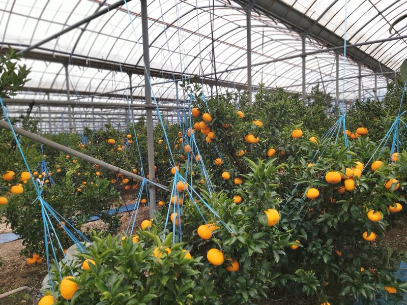 장터 상품 [한라봉 5키로] 썸네일