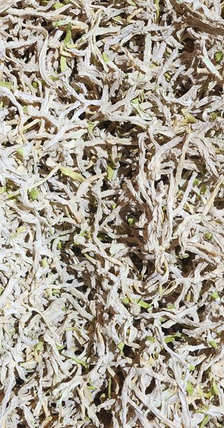 돌하루방농원(이미정님의 작성글 사진