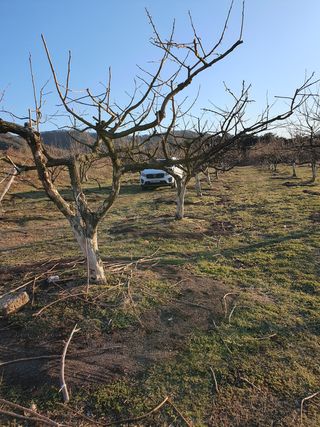 이지로님의 감 · 병해충상담 작성글 사진