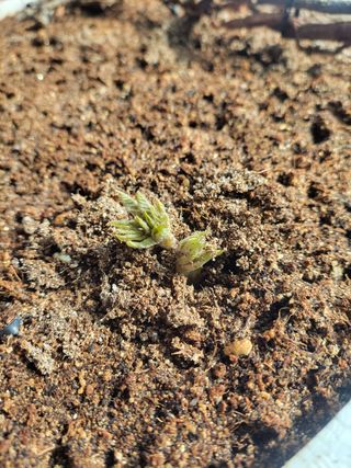 농사꾼 단비님의 감자 · 자유게시판 작성글 사진