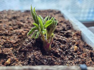 농사꾼 단비님의 감자 · 자유게시판 작성글 사진