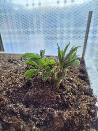 농사꾼 단비님의 감자 · 자유게시판 작성글 사진