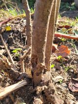 팜모닝 기타작물·병해충상담 게시글 이미지