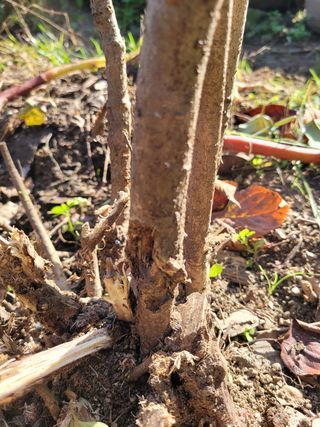 이기성님의 기타작물 · 병해충상담 작성글 사진