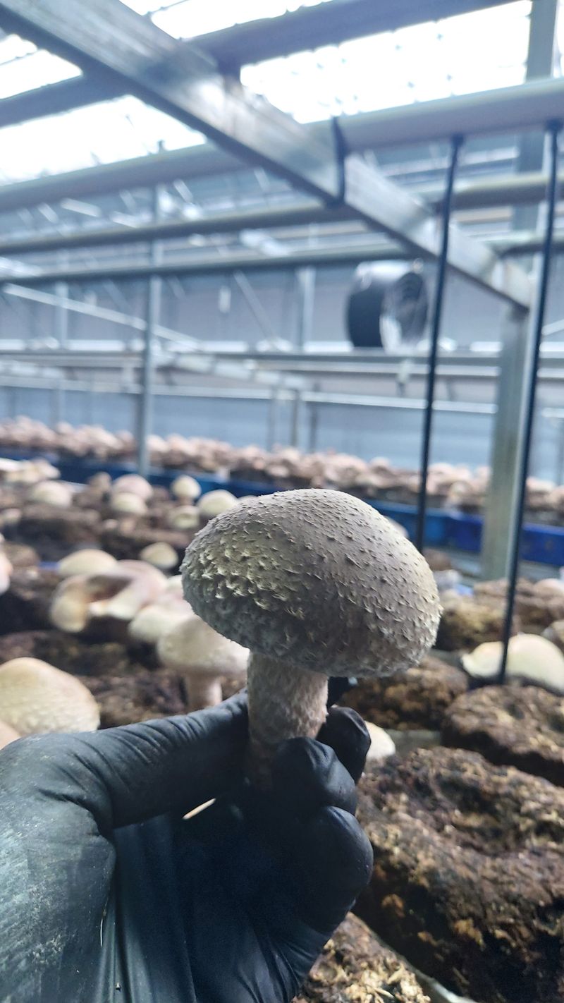 장성훈님의 장터 판매 상품 [표고버섯(구이용.반찬용.식당용)] 첨부 사진