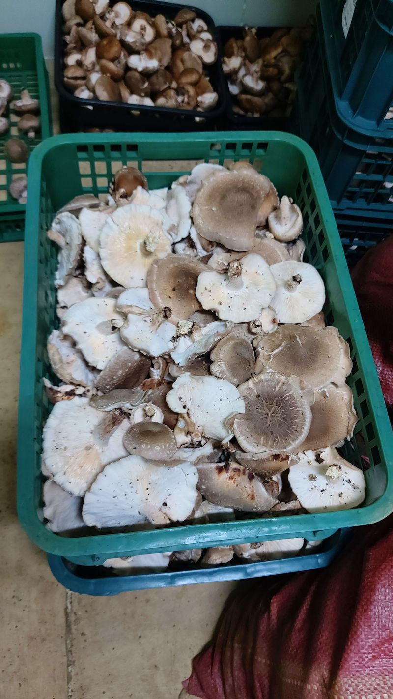 장성훈님의 장터 판매 상품 [표고버섯(구이용.반찬용.식당용)] 첨부 사진