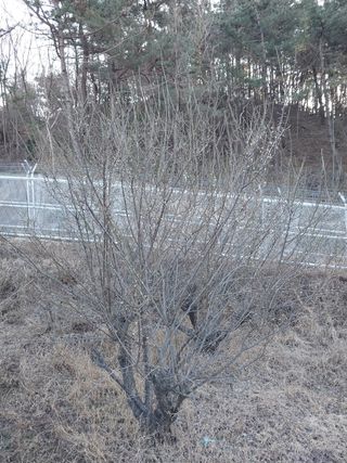 해안로님의 기타작물 · 자유게시판 작성글 사진