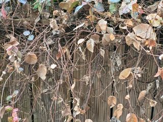 타이어님의 기타작물 · 병해충상담 작성글 사진