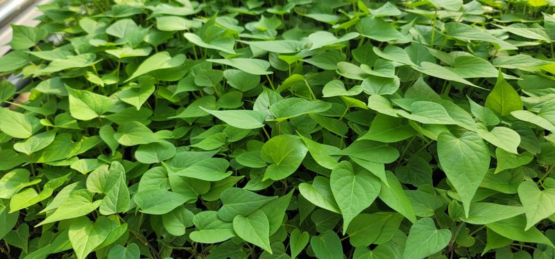 강성우님의 장터 판매 상품 [꿀고구마특상3kg] 첨부 사진