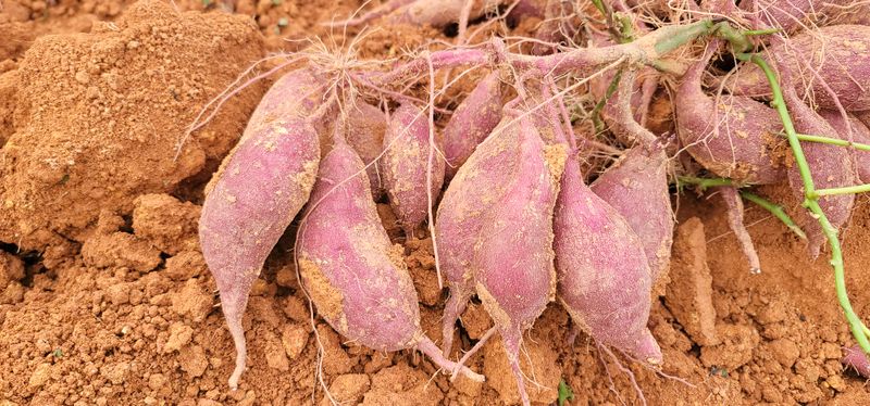 장터 상품 [꿀고구마특상3kg] 썸네일