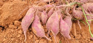 강성우님의 작성글 사진