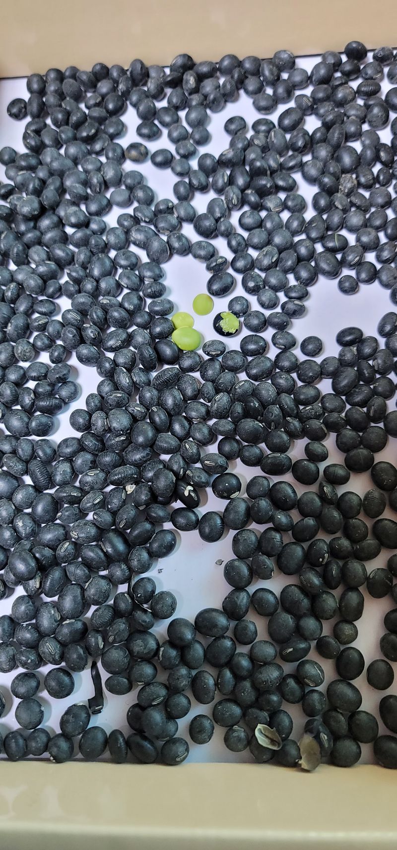 윤태희님의 장터 판매 상품 [햇 귀족 서리태 40kg] 첨부 사진