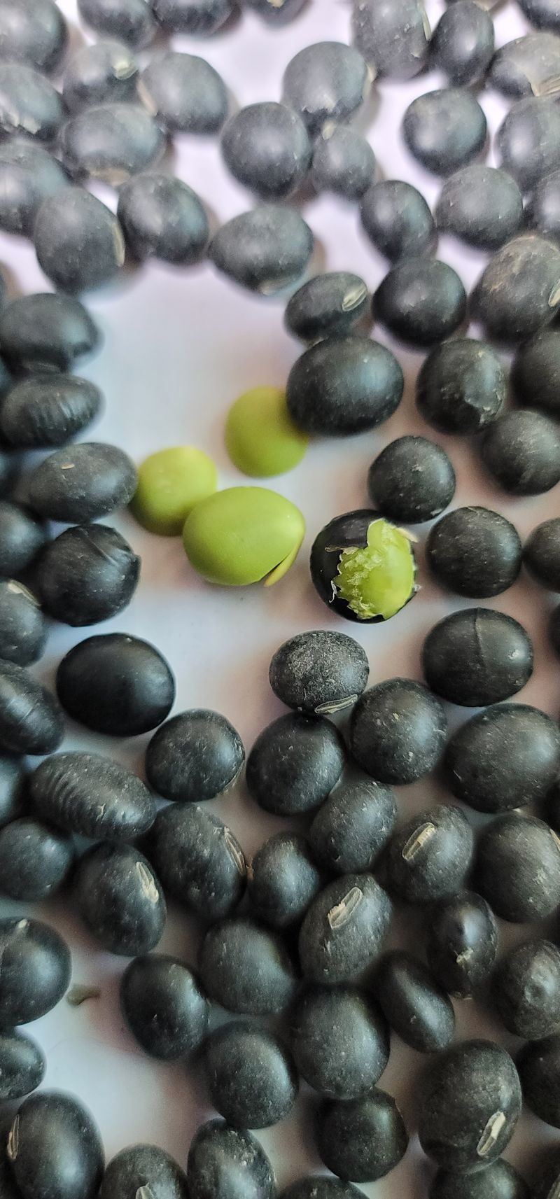 장터 상품 [햇 귀족 서리태 40kg] 썸네일