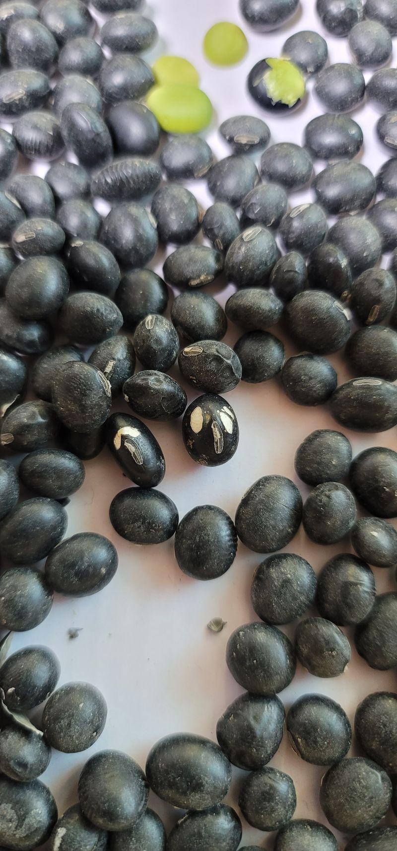 윤태희님의 장터 판매 상품 [햇 귀족 서리태 40kg] 첨부 사진