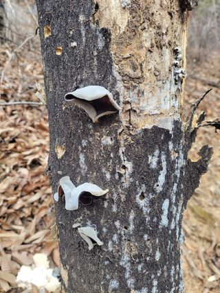 농사꾼 단비님의 기타작물 · 자유게시판 작성글 사진