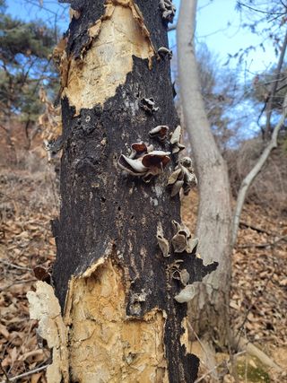 농사꾼 단비님의 기타작물 · 자유게시판 작성글 사진