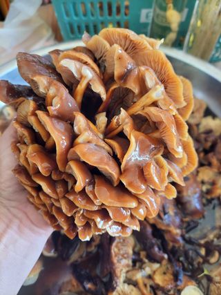 농사꾼 단비님의 기타작물 · 자유게시판 작성글 사진