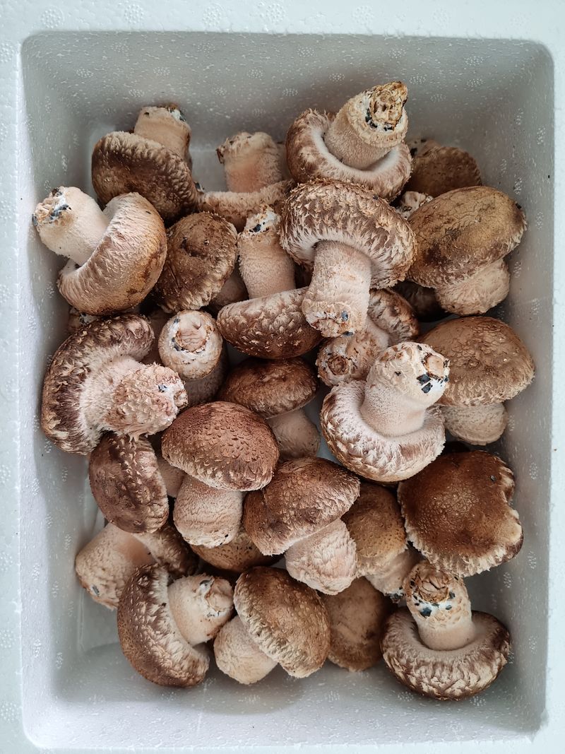 장터 상품 [솔향기송화버섯  (가정형1kg ) - 무료배송] 썸네일