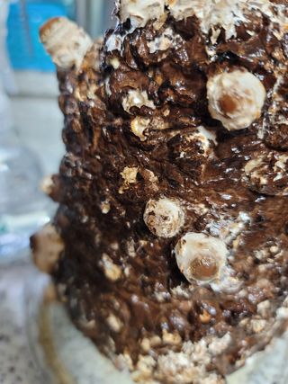 빛그린 김용화님의 상추 · 자유게시판 작성글 사진