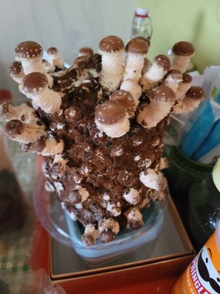 빛그린 김용화님의 상추 · 자유게시판 작성글 사진