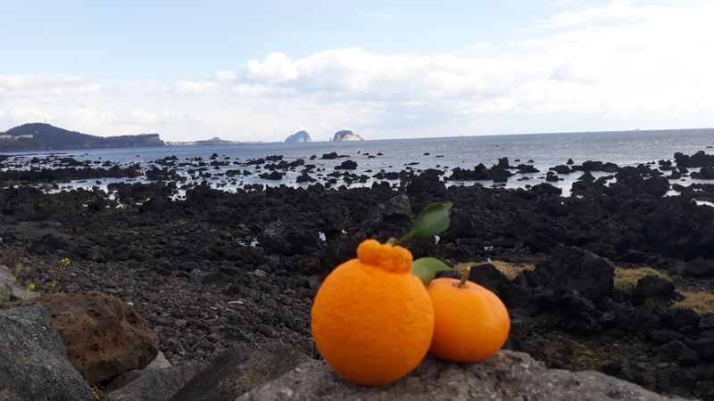 장터 상품 [한라봉  5키로] 썸네일