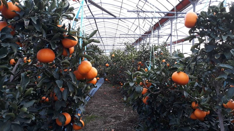 강창민님의 장터 판매 상품 [한라봉  5키로] 첨부 사진