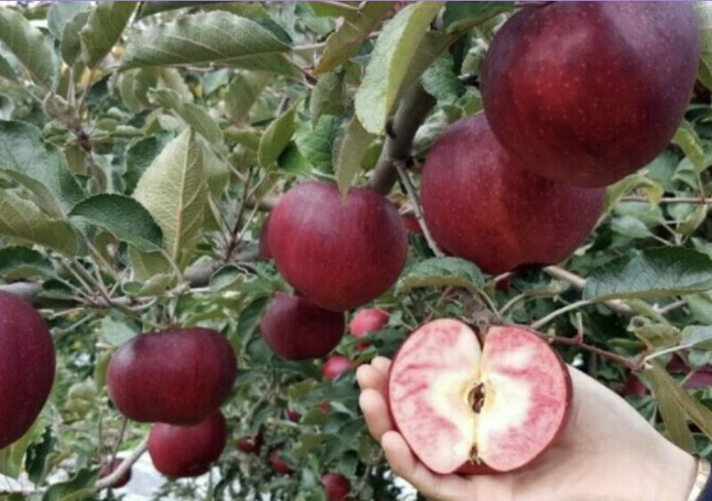 이경철님의 장터 판매 상품 [엔부 속빨간사과 묘목 분양합니다.] 첨부 사진
