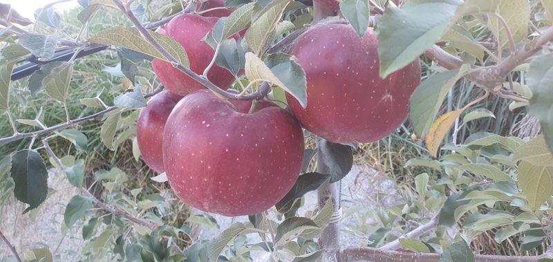 이경철님의 장터 판매 상품 [엔부 속빨간사과 묘목 분양합니다.] 첨부 사진