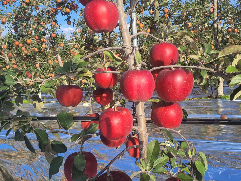 이경철님의 장터 판매 상품 [엔부 속빨간사과 묘목 분양합니다.] 첨부 사진