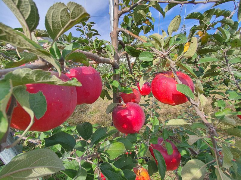 이경철님의 장터 판매 상품 [엔부 속빨간사과 묘목 분양합니다.] 첨부 사진