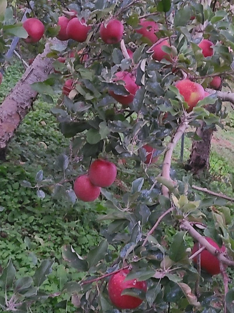 김영식님의 장터 판매 상품 [밀양얼음골사과10Kg] 첨부 사진