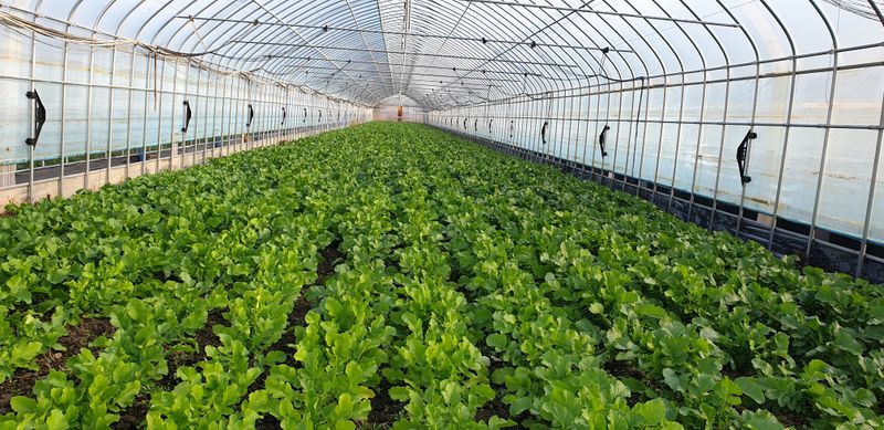 장터 상품 [양구명품시래기1kg] 썸네일