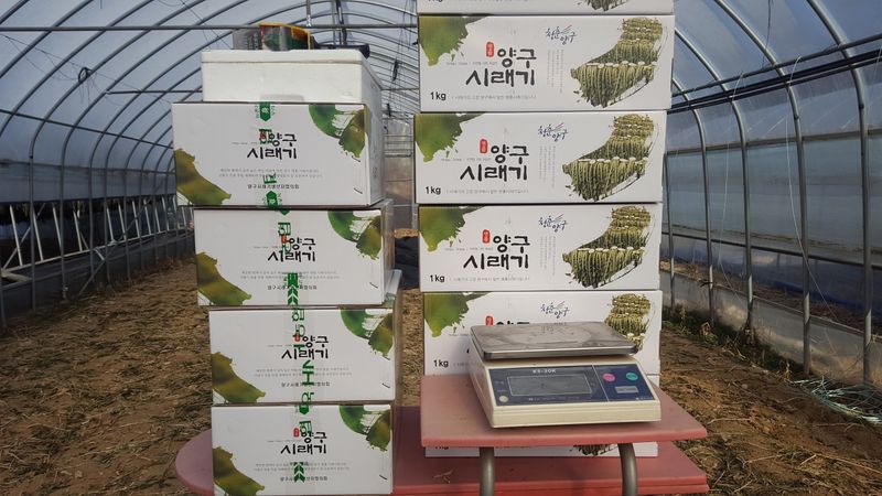 영도팜님의 장터 판매 상품 [양구명품시래기1kg] 첨부 사진