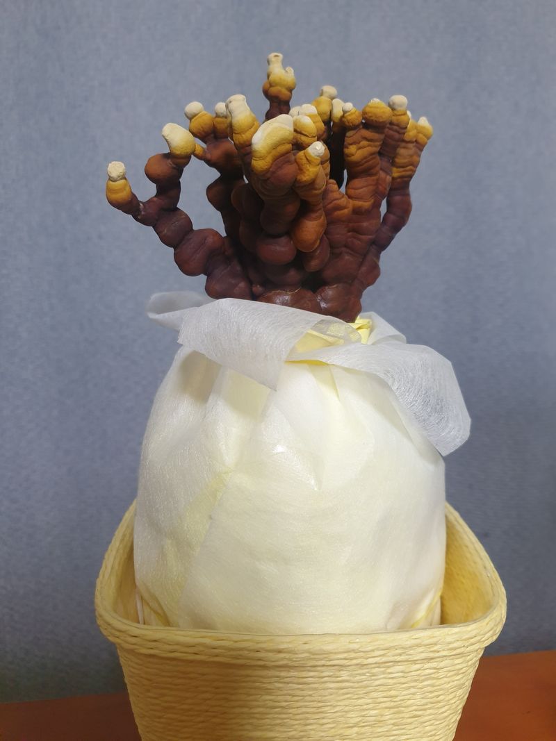 버섯스토리님의 장터 판매 상품 [일반 영지버섯보다  함유량이 2배높은 귀한 건녹각영지버섯 100g 판매합니다 (20세트한정-3세트 남음)] 첨부 사진