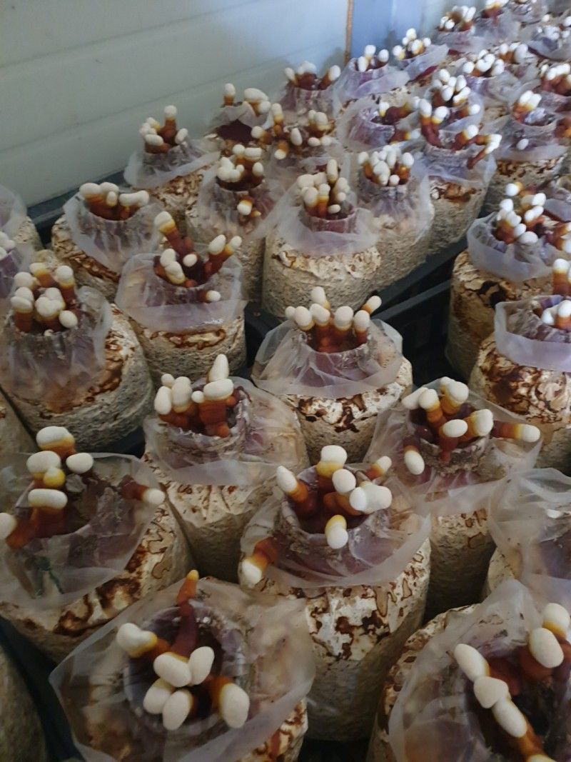 버섯스토리님의 장터 판매 상품 [일반 영지버섯보다  함유량이 2배높은 귀한 건녹각영지버섯 100g 판매합니다 (20세트한정-3세트 남음)] 첨부 사진