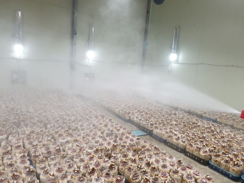 버섯스토리님의 장터 판매 상품 [일반 영지버섯보다  함유량이 2배높은 귀한 건녹각영지버섯 100g 판매합니다 (20세트한정-3세트 남음)] 첨부 사진