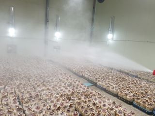 버섯스토리님의 작성글 사진