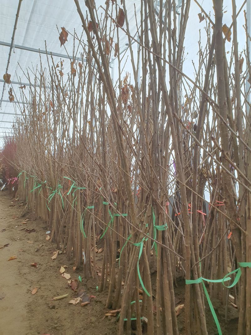 뿌리깊은나무농원님의 장터 판매 상품 [유실수 과실수 묘묙 접목 1년생 특묘] 첨부 사진