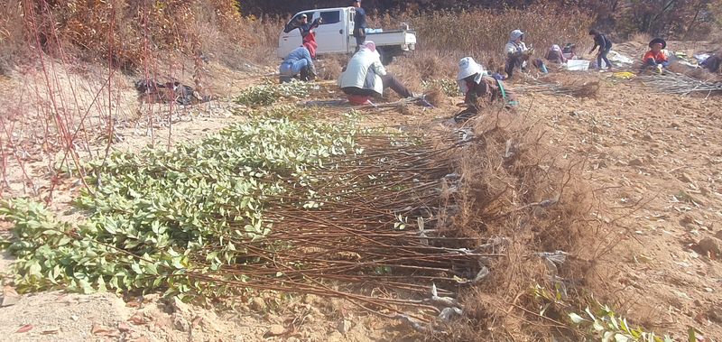 뿌리깊은나무농원님의 장터 판매 상품 [유실수 과실수 묘묙 접목 1년생 특묘] 첨부 사진