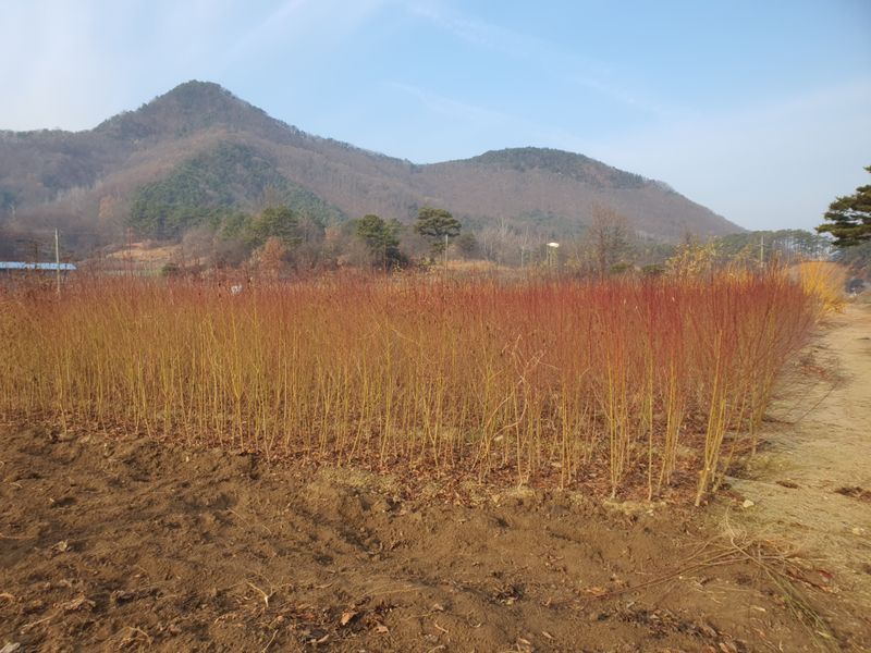 뿌리깊은나무농원님의 장터 판매 상품 [유실수 과실수 묘묙 접목 1년생 특묘] 첨부 사진