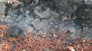 알 수 없음님의 감 · 자유게시판 작성글 사진