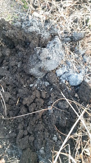 알 수 없음님의 감 · 자유게시판 작성글 사진