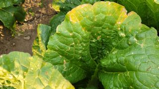 정은채74님의 배추 · 병해충상담 작성글 사진