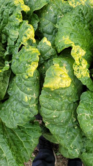 정은채74님의 배추 · 병해충상담 작성글 사진