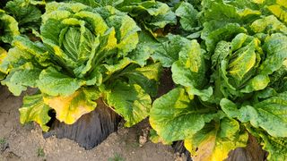 정은채74님의 배추 · 병해충상담 작성글 사진