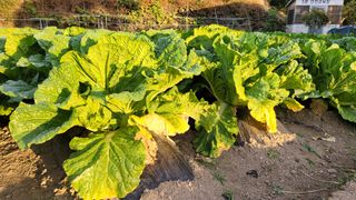 정은채74님의 배추 · 병해충상담 작성글 사진