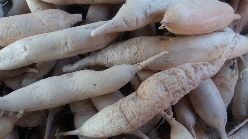 이창신님의 장터 판매 상품 [천문동즙100ml*60포] 첨부 사진