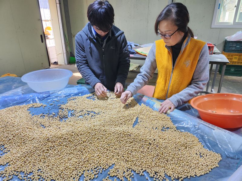 조일현님의 장터 판매 상품 [종자용 메주콩1kg] 첨부 사진