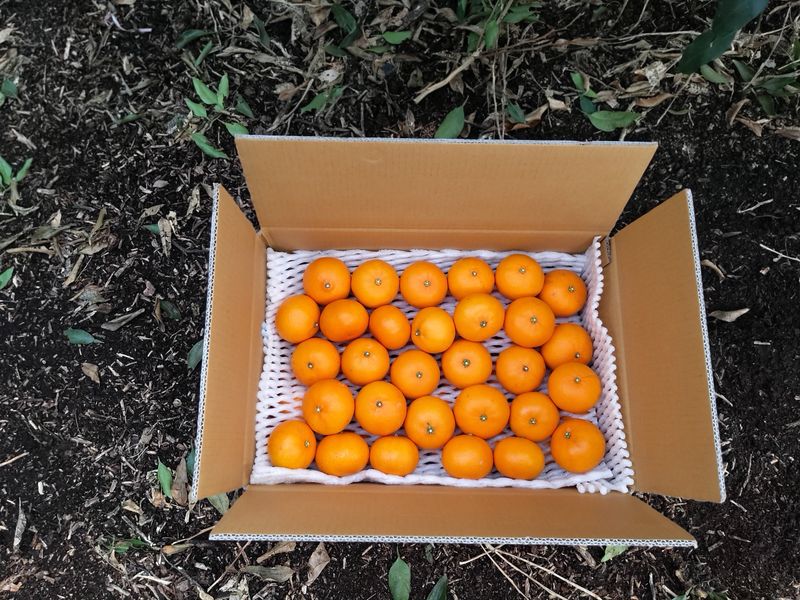 강창민님의 장터 판매 상품 [한라봉 5키로] 첨부 사진