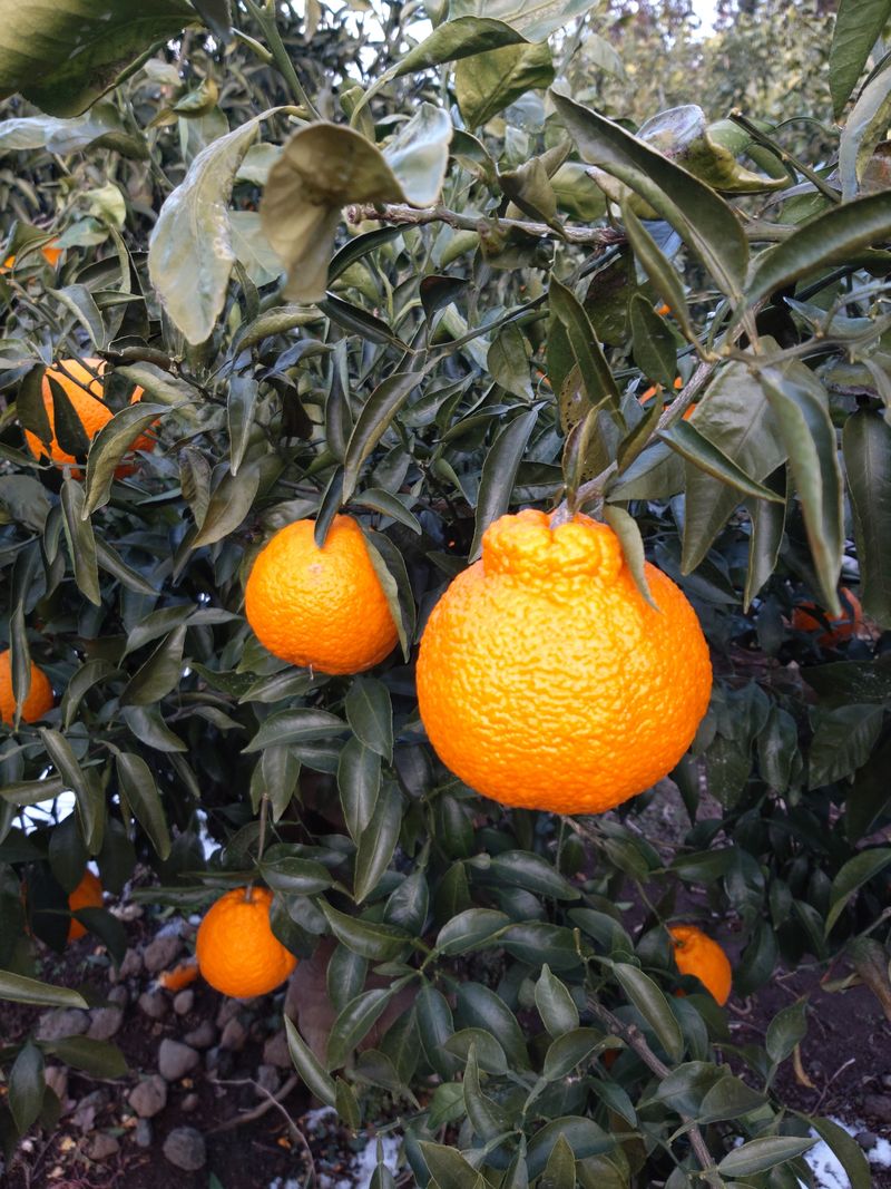 강창민님의 장터 판매 상품 [한라봉 5키로] 첨부 사진